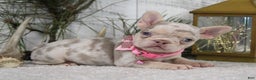 French Bulldog dogs for sale: Nugget - Ad 2