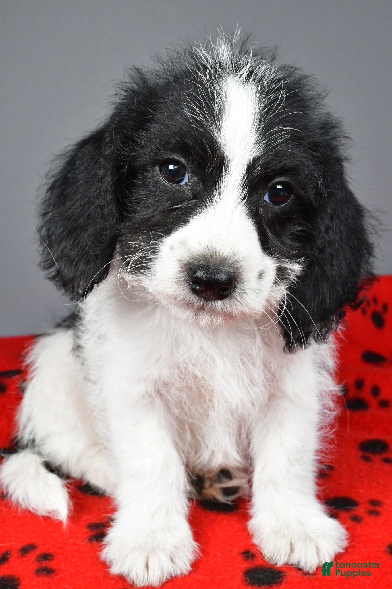 Mixed Breed dogs Rylan - Ad 1