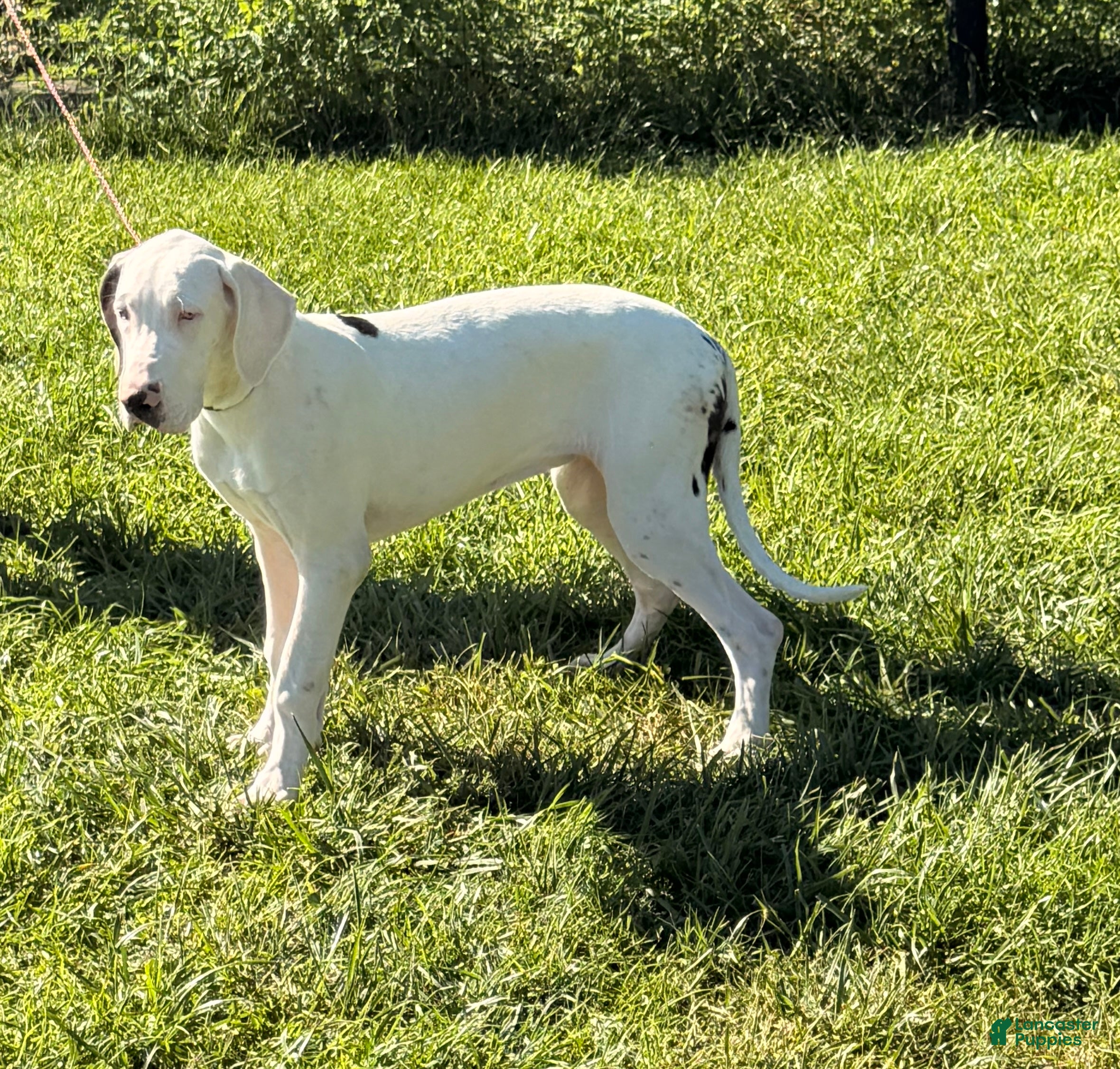 Great Dane dogs Pearl Great Dane  - Ad 1