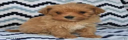 Maltipoo dogs for sale: Dasher - Ad 3