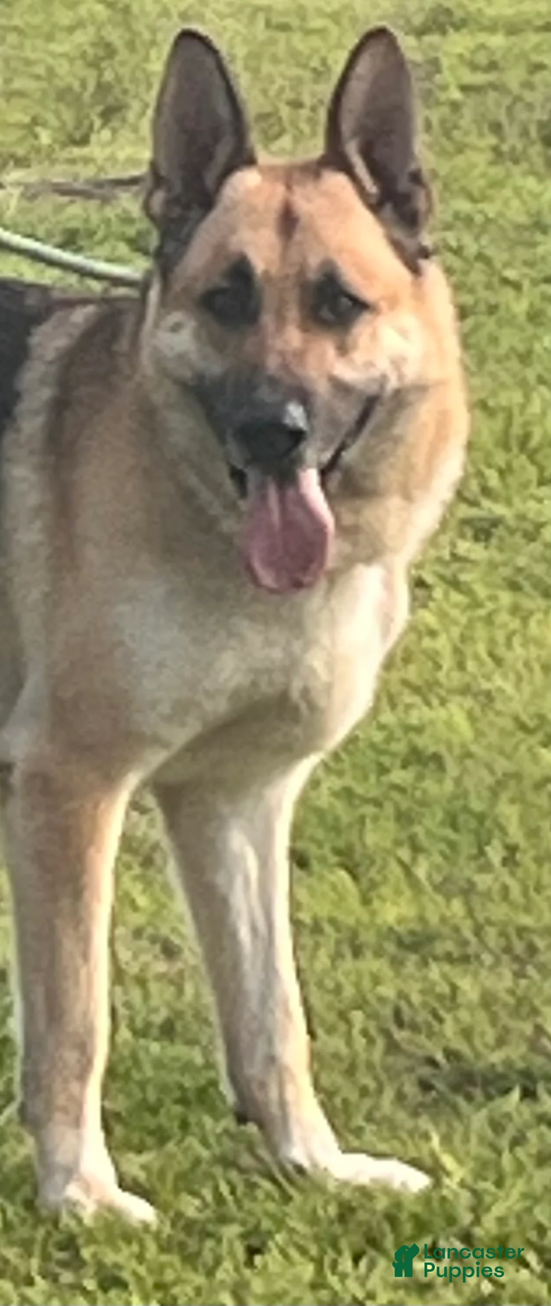 German Shepherd dogs for sale: German Shepherd Puppy 1 - Ad 3