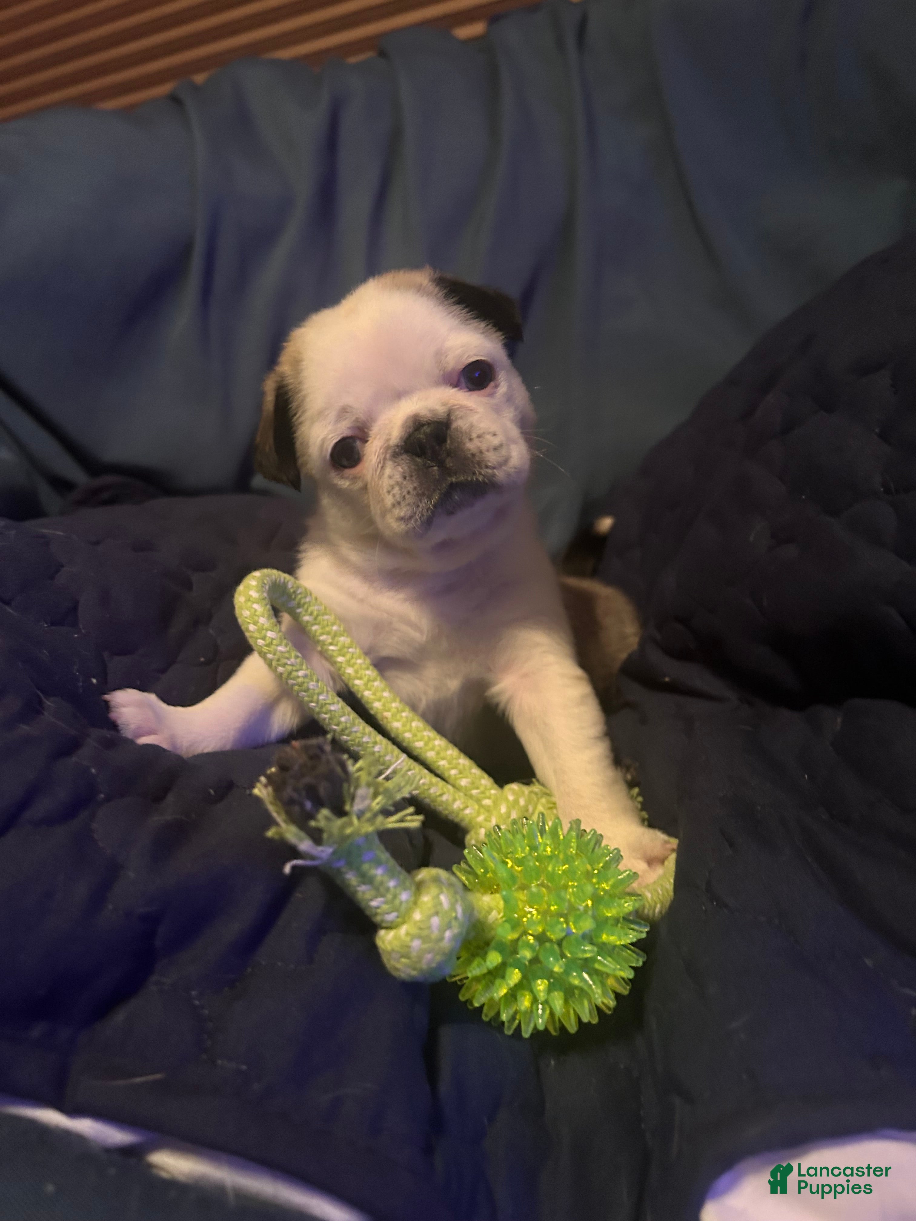 Pug dogs Mable - Ad 42