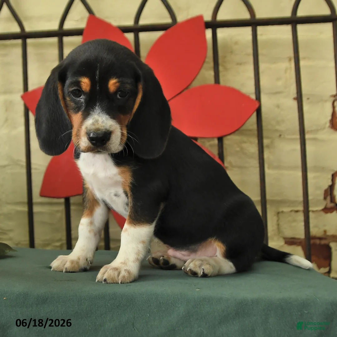 Beagle dogs for sale: Storm   - Ad 2