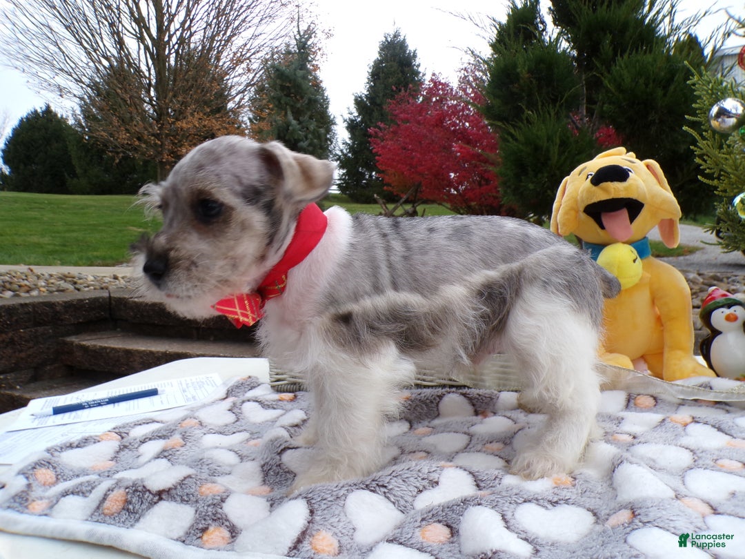 Schnoodle dogs for sale: Schnoodle Puppy 4 Blue Boy - Ad 3