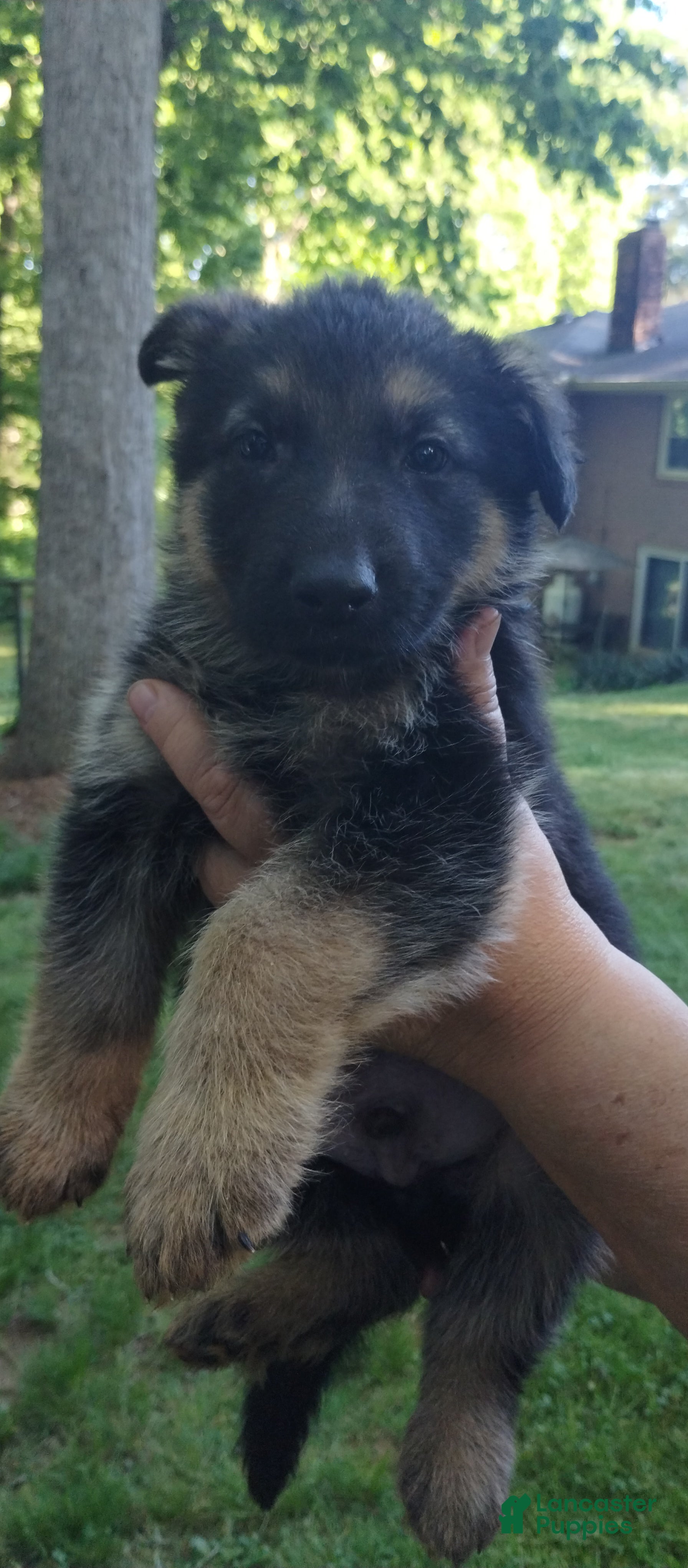 German Shepherd dogs German Shepherd Puppy 7 - Ad 31