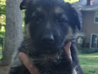 German Shepherd dogs for sale: German Shepherd Puppy 7 - Ad 3