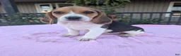 Beagle dogs for sale: Polly - Ad 2