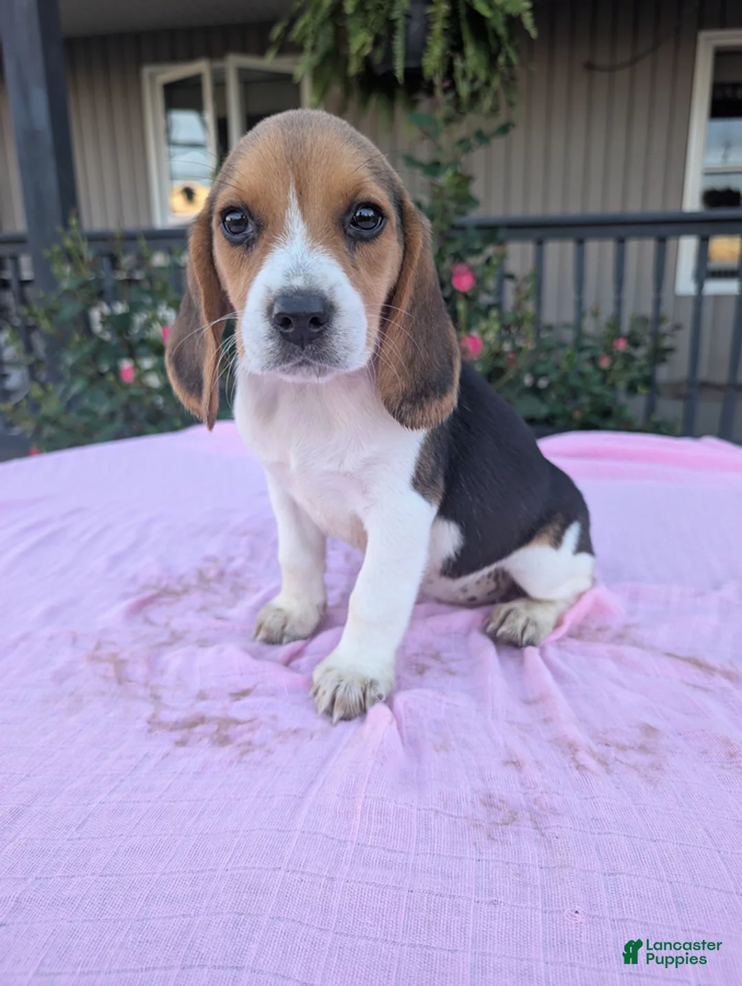 Beagle dogs for sale: Polly - Ad 2