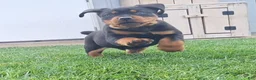 Mixed Breed dogs for sale: Bronny  - Ad 2