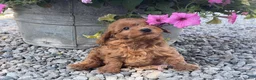 Mini Goldendoodle dogs for sale: Miles Mini Goldendoodle  - Ad 7