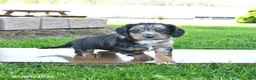 Mixed Breed dogs for sale: Bandit - Ad 2