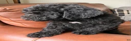 Labradoodle dogs for sale: Fiona - Ad 5