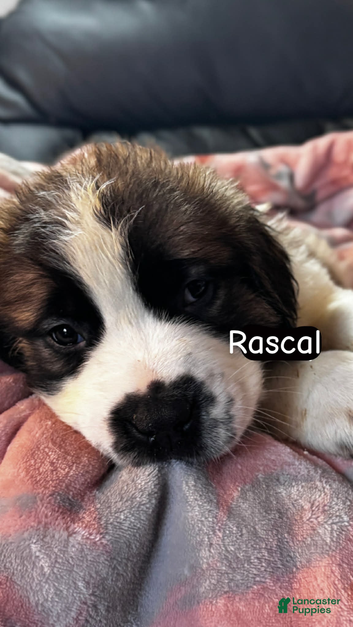 Saint Bernard dogs Rascal  - Ad 1