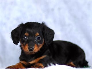 Dachshund dogs Karson - Ad 16