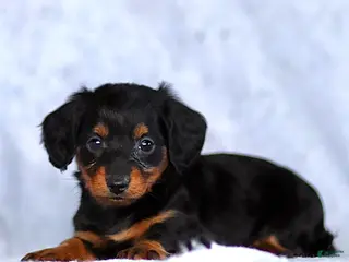 Dachshund dogs Karson - Ad 13