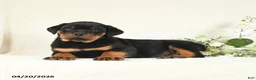 Rottweiler dogs for sale: Chase - Ad 5