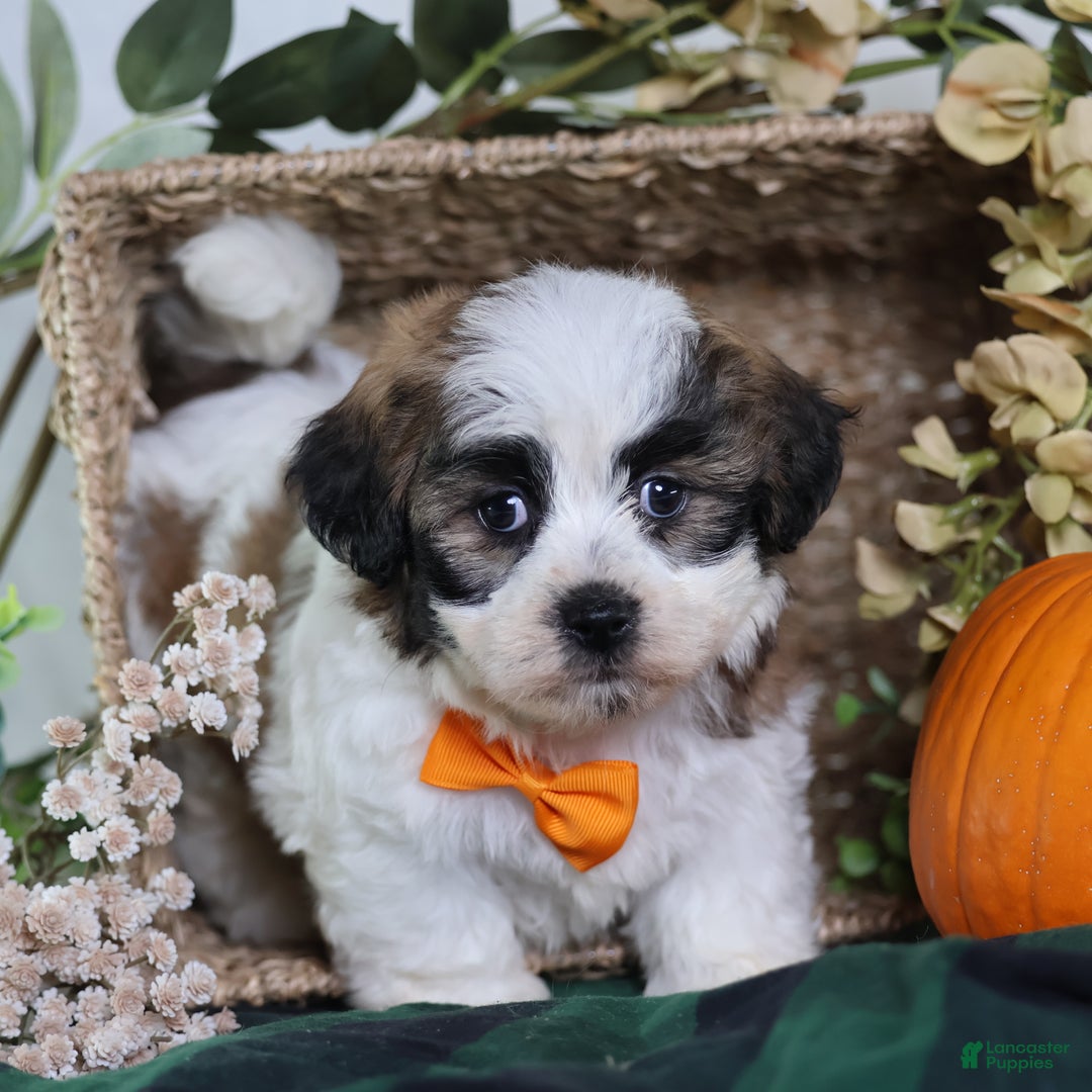 Teddy Bear dogs for sale: Fango - Ad 6