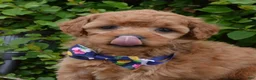 Mini Goldendoodle dogs for sale: Mini Greta - Ad 3