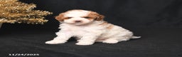 Toy Poodle dogs for sale: Diamond - Ad 2