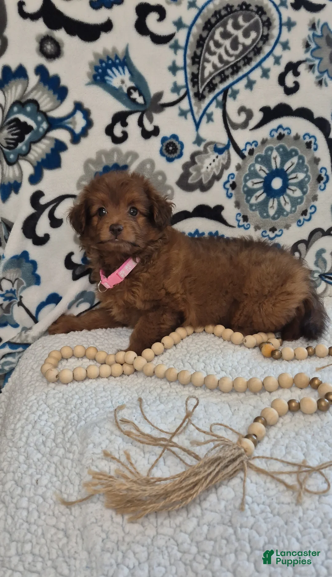 Pomapoo dogs for sale: Sophie - Ad 2