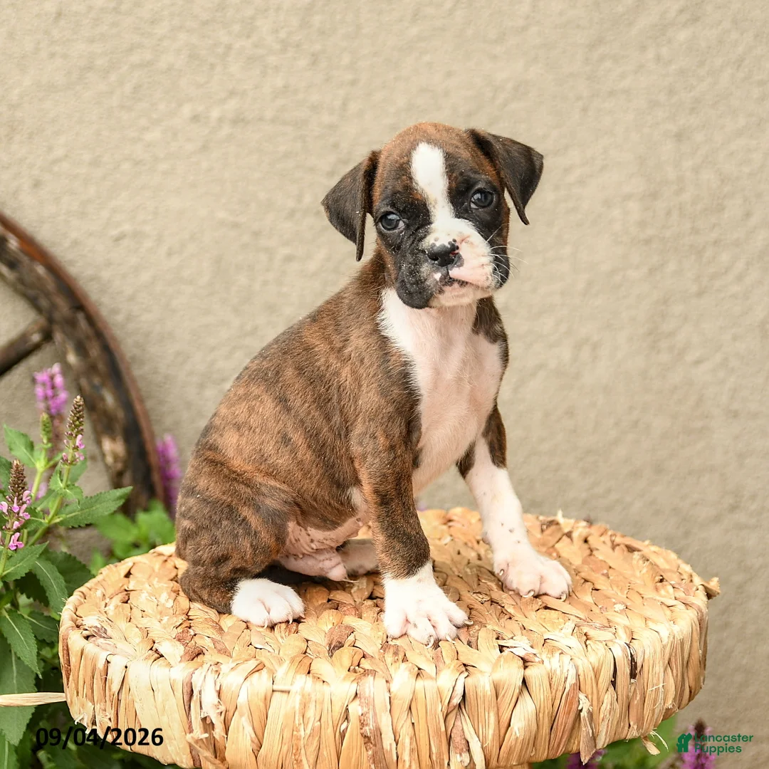 Boxer dogs for sale: Bryce - Ad 1