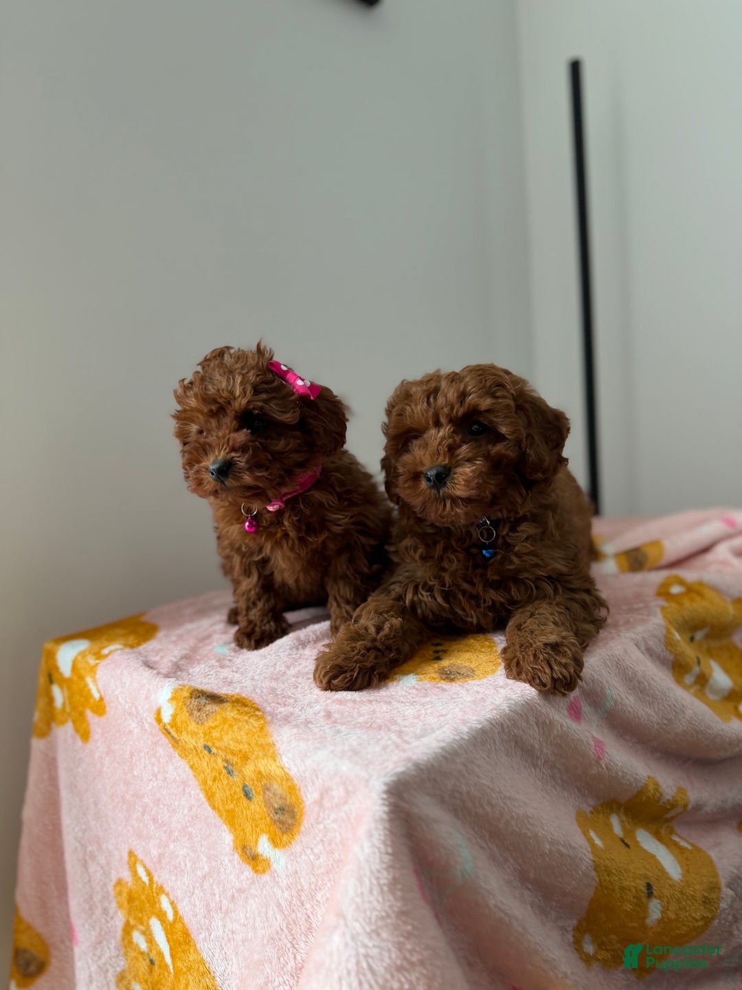 Toy Poodle dogs for sale: Max - Ad 4