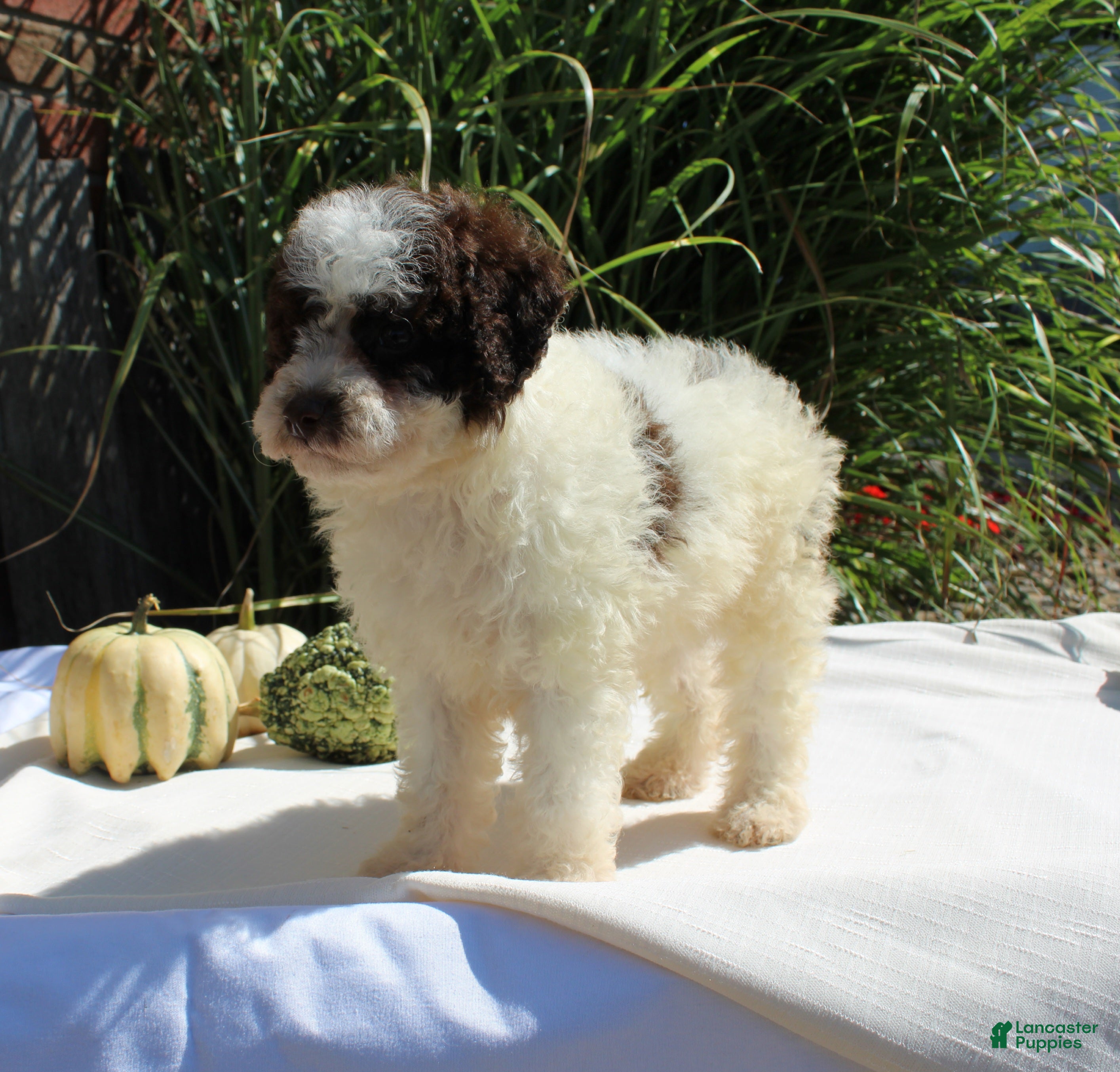 Miniature Poodle dogs Stella - Ad 1
