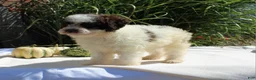 Miniature Poodle dogs for sale: Stella - Ad 1
