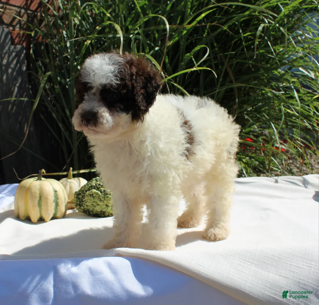Miniature Poodle dogs for sale: Stella - Ad 1