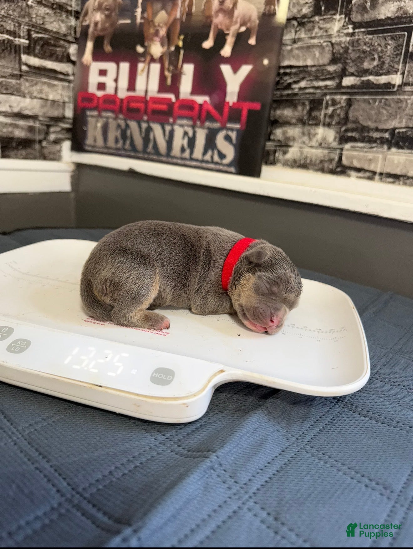 American Bully dogs Rarri  - Ad 2