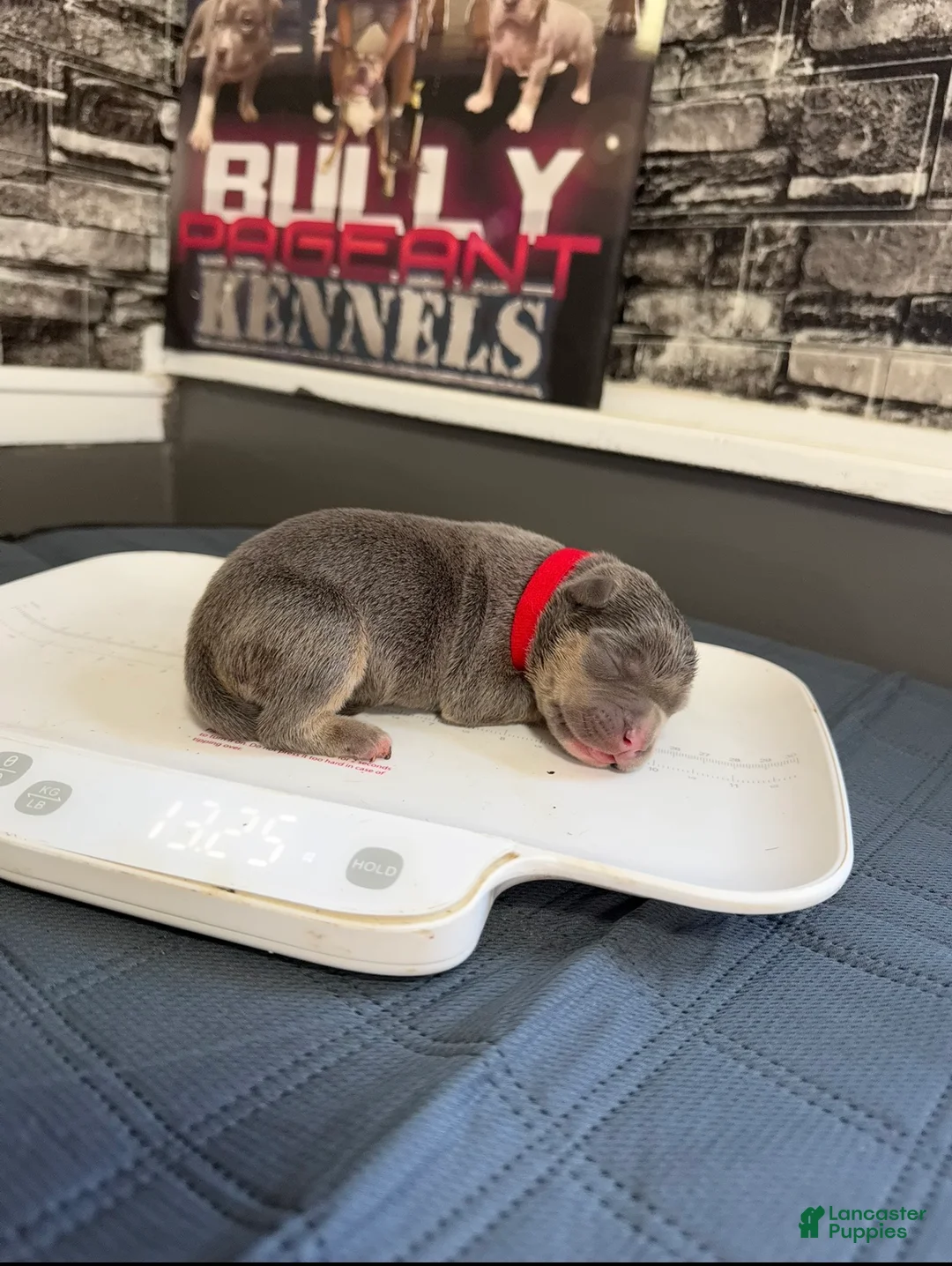 American Bully dogs for sale: Rarri  - Ad 2