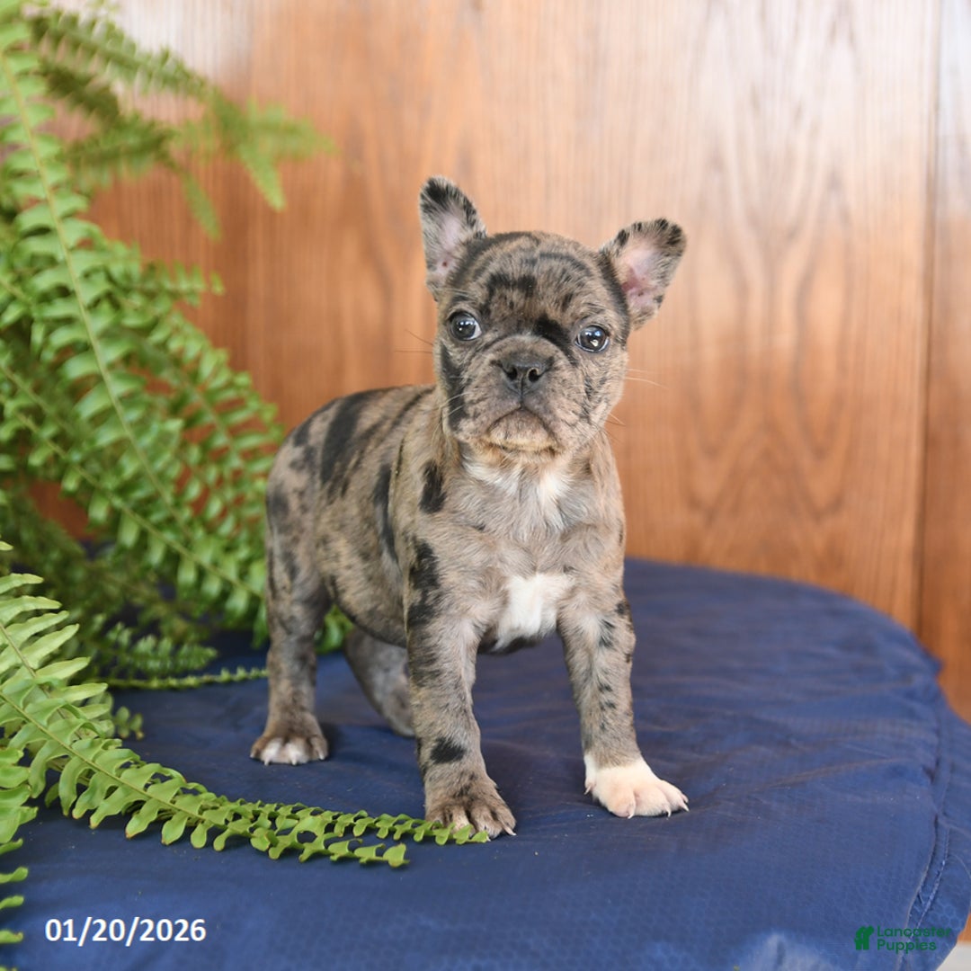 Frenchton dogs for sale: Lucky - Ad 3