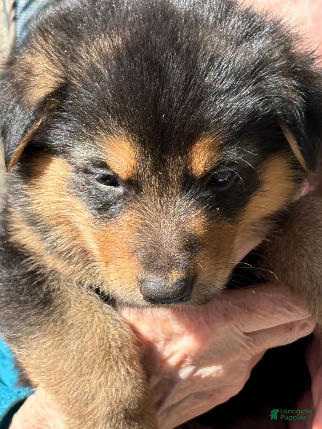 Mixed Breed dogs for sale: Mixed Breed Puppy 5 - Ad 1