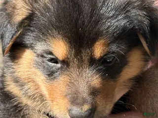 Mixed Breed dogs Mixed Breed Puppy 5 - Ad 10