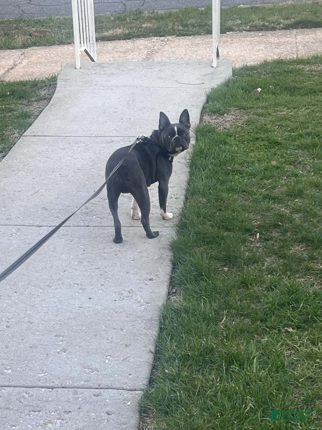 Border Terrier dogs for sale: Border Terrier Puppy 1 - Ad 1