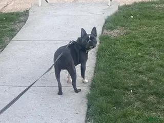 Border Terrier dogs Border Terrier Puppy 1 - Ad 2
