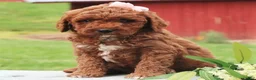 Labradoodle dogs for sale: Paris - Ad 2