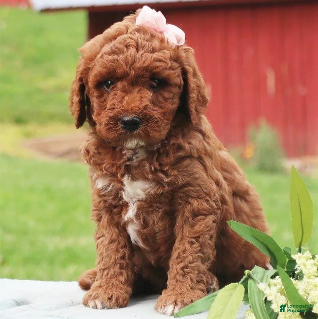 Labradoodle dogs for sale: Paris - Ad 2