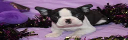 Boston Terrier dogs for sale: Minka - Ad 5