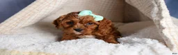 Cavapoo dogs for sale: GEORGE - Ad 6
