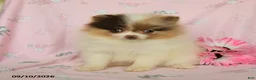 Pomeranian dogs for sale: Hazel - Ad 3