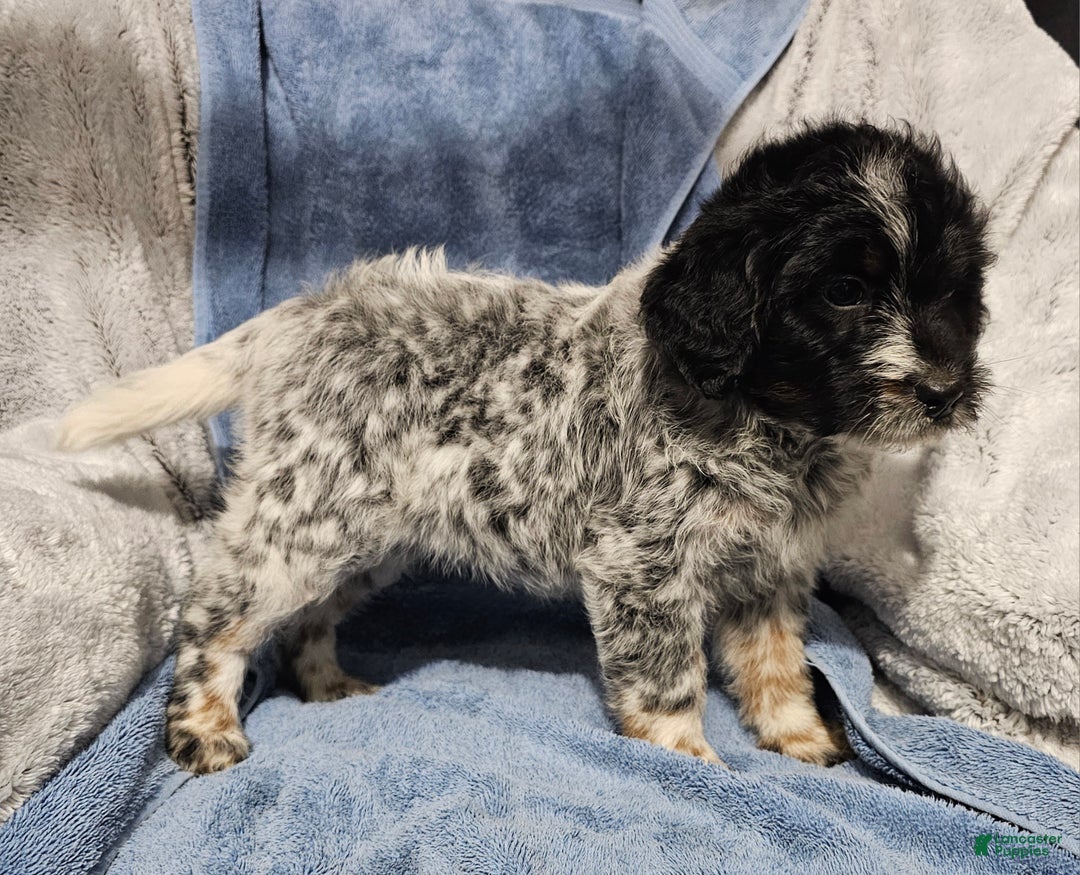 Mixed Breed dogs for sale: Kristy - Ad 3