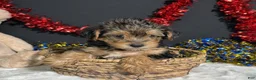 Yorkiepoo dogs for sale: Rosie - Ad 2