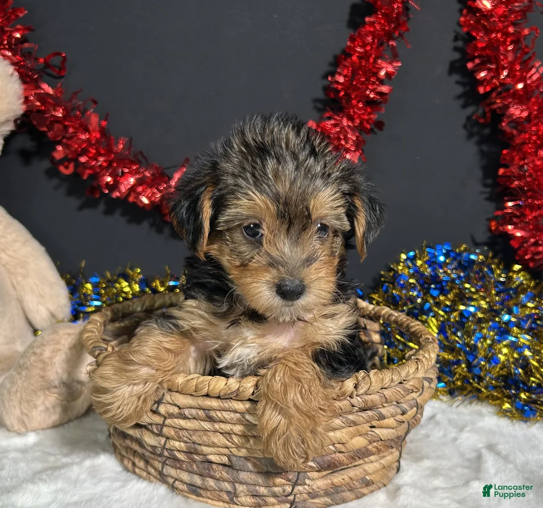 Yorkiepoo dogs for sale: Rosie - Ad 2