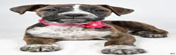 Boxer dogs for sale: Roxan Boxer mix - Ad 6