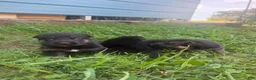 German Shepherd dogs for sale: German Shepherd 4 - Ad 1