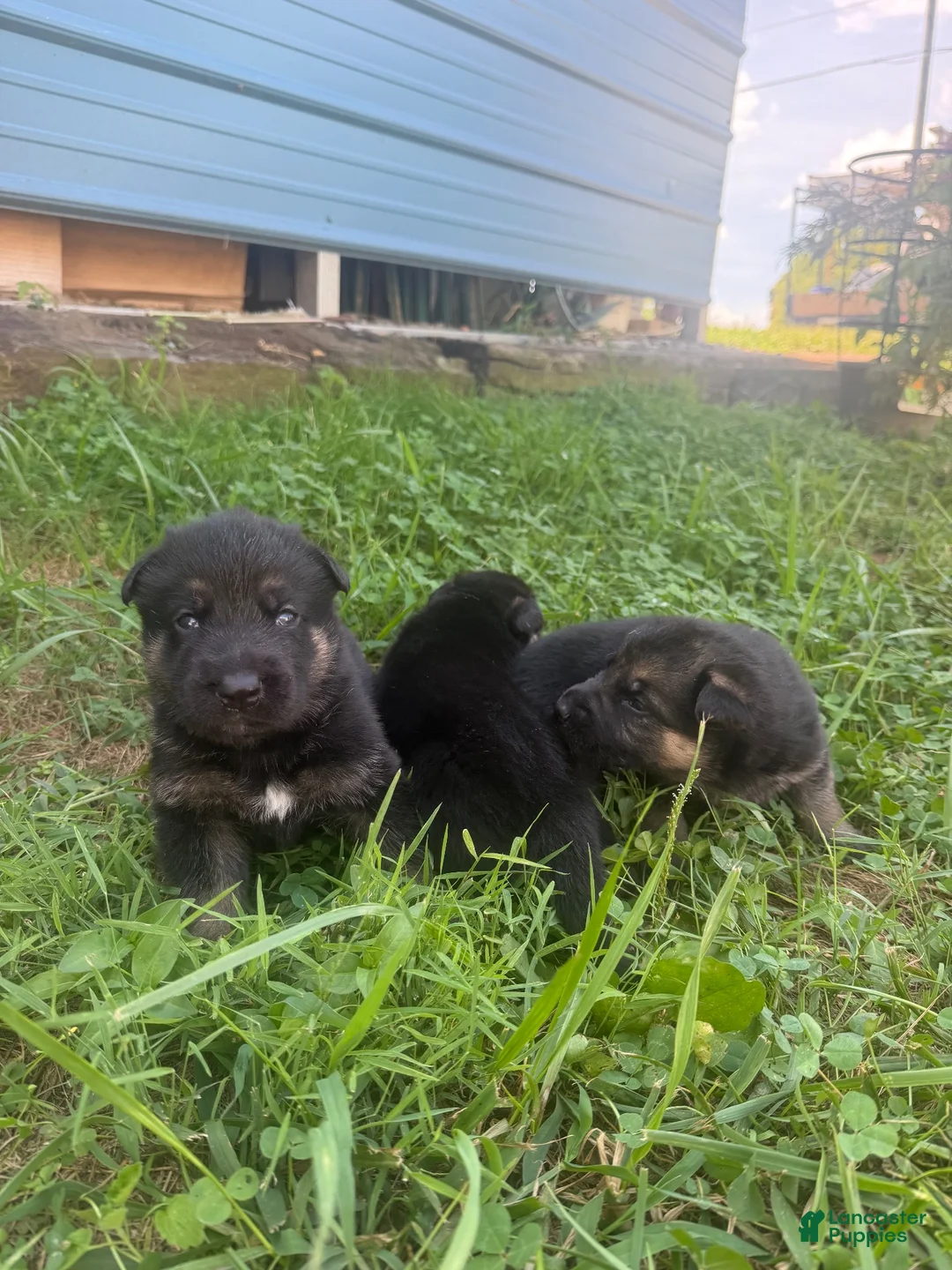 German Shepherd dogs for sale: German Shepherd 4 - Ad 1