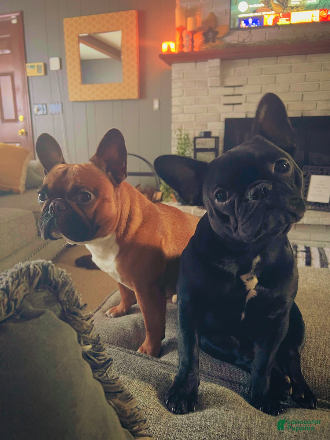 French Bulldog dogs for sale: French Bulldog Puppy 2 - Ad 13