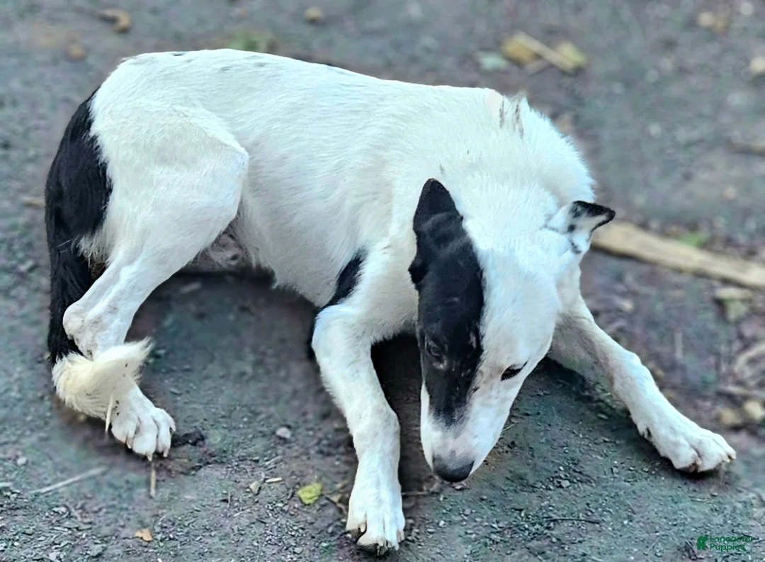 Border Collie dogs for sale: Hondo - Ad 1