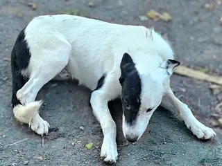 Border Collie dogs Hondo - Ad 19